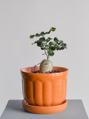 �����: ������� ���������� ����� �� ������������ �����������