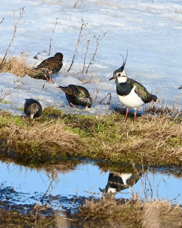 ������� ������ ��������. ��������� ����� ������ ������������ � ���� ����