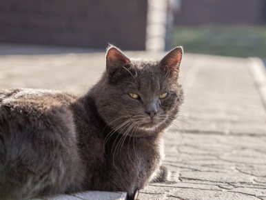 � ������� ������� 12 ����� ��������� �� +15 ��������