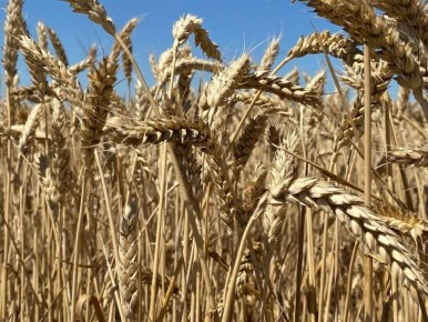 ������������ ������� ��������� �������� � ������� 18 ��� ������ ������