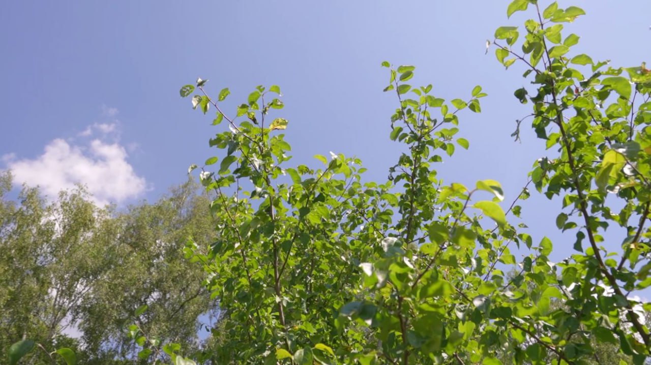 Липы и тополя придут на смену туям и пихтам в Курске