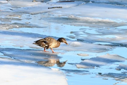 ������ ����, ����������� �����!