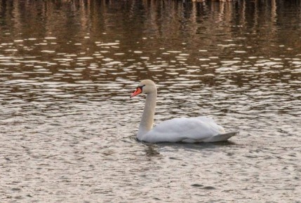 ������ ����, ����������� �����!