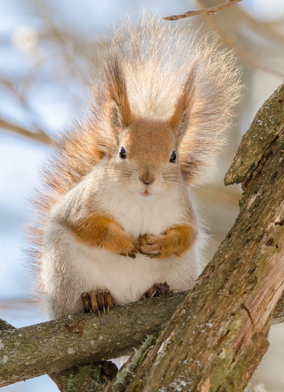 Доброе утро! Пушистый привет из Железногорска! Кстати, одевайтесь теплее, там сегодня холодно Доброе утро! Пушистый привет из Железногорска! Кстати, одевайтесь теплее, там сегодня холодно