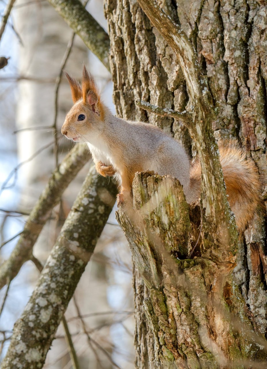 Доброе утро! Пушистый привет из Железногорска! Кстати, одевайтесь теплее, там сегодня холодно Доброе утро! Пушистый привет из Железногорска! Кстати, одевайтесь теплее, там сегодня холодно