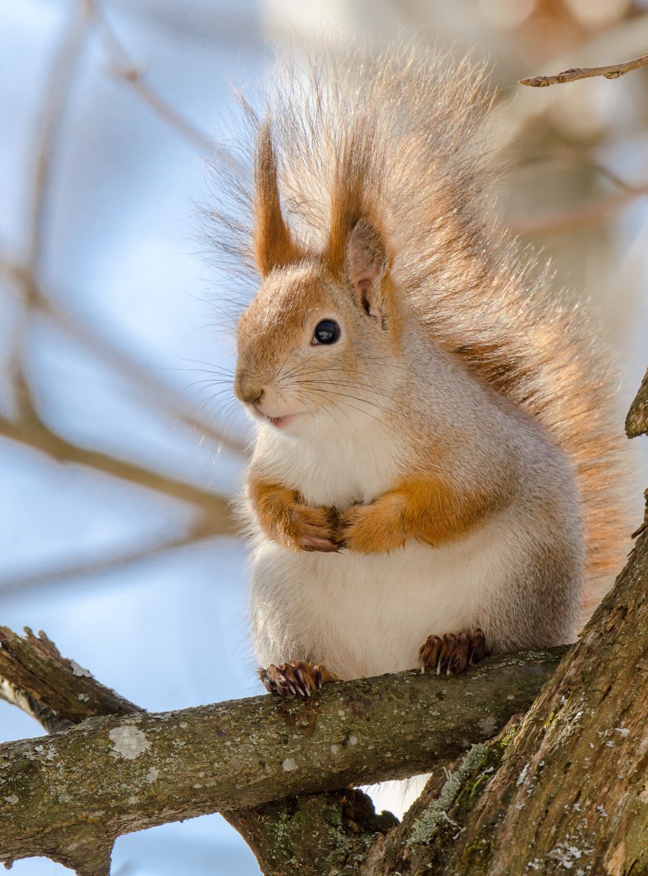 Доброе утро! Пушистый привет из Железногорска! Кстати, одевайтесь теплее, там сегодня холодно Доброе утро! Пушистый привет из Железногорска! Кстати, одевайтесь теплее, там сегодня холодно