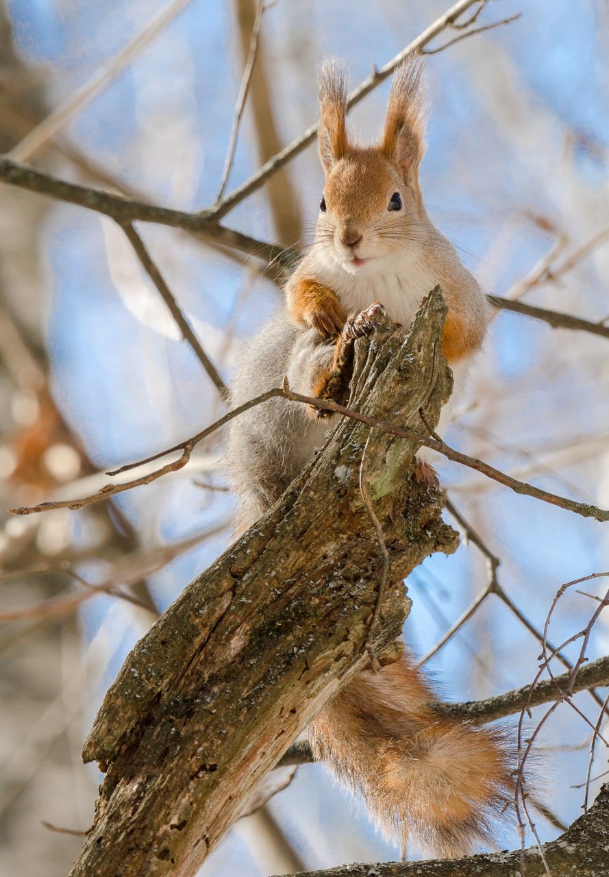 Доброе утро! Пушистый привет из Железногорска! Кстати, одевайтесь теплее, там сегодня холодно Доброе утро! Пушистый привет из Железногорска! Кстати, одевайтесь теплее, там сегодня холодно