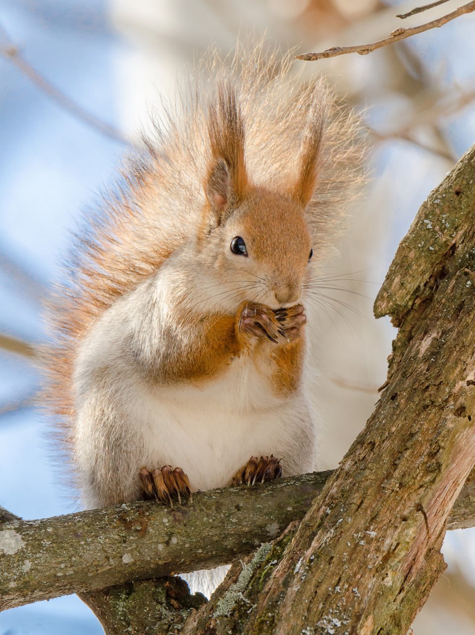 Доброе утро! Пушистый привет из Железногорска! Кстати, одевайтесь теплее, там сегодня холодно Доброе утро! Пушистый привет из Железногорска! Кстати, одевайтесь теплее, там сегодня холодно