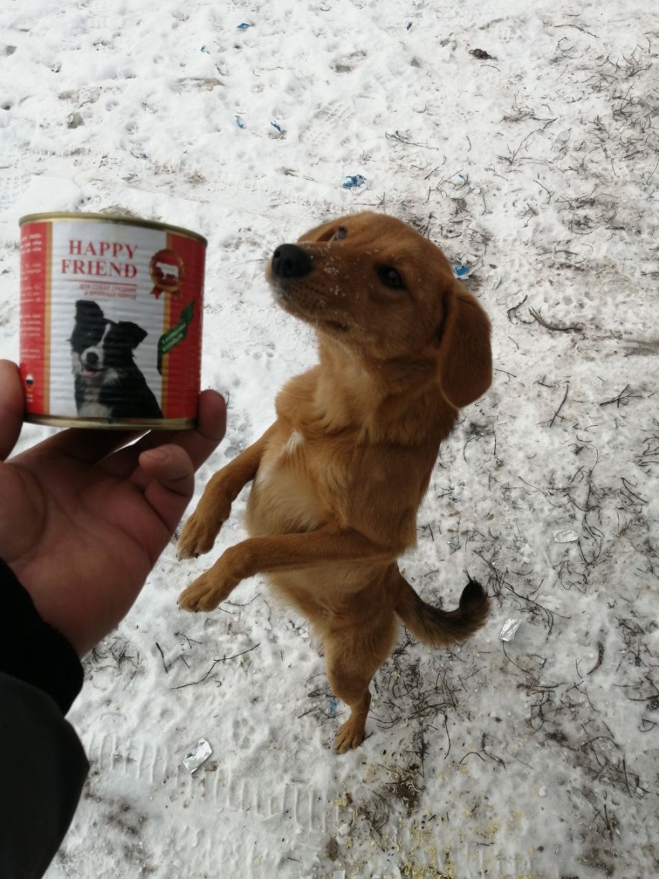 Активисты проекта «Защита животного мира» передали партию кормов для бездомных животных Коренево Активисты проекта «Защита животного мира» передали партию кормов для бездомных животных Коренево