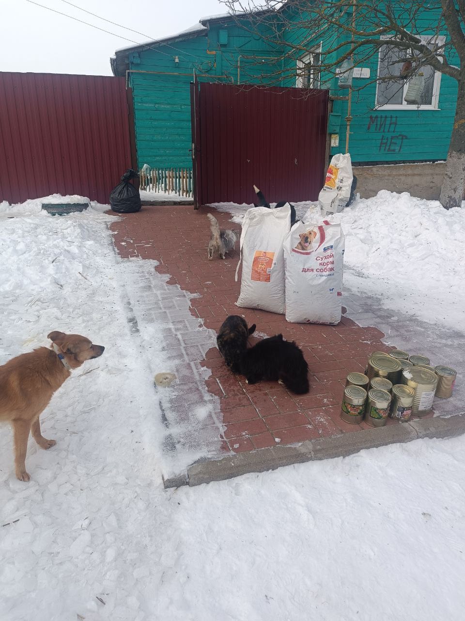 Активисты проекта «Защита животного мира» передали партию кормов для бездомных животных Коренево Активисты проекта «Защита животного мира» передали партию кормов для бездомных животных Коренево