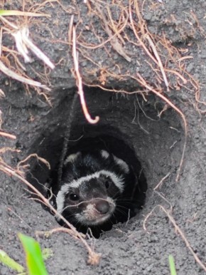 � ������� ������� ��������� ������ �����