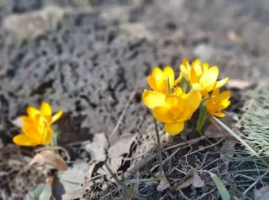 � ������ ������ ����� ������ ����������