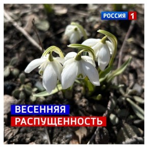 27 марта, пятница. 30 миллионов за озеленение Курска