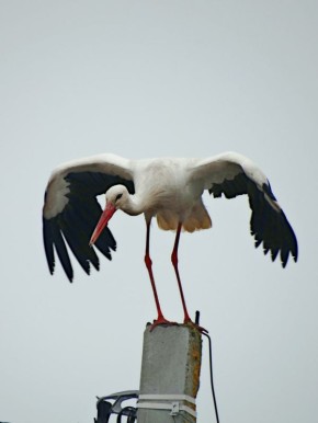 � ������� ������� ������������ �����