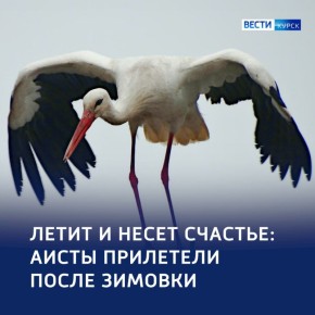 Из Африки в Курск: вестники весны и семейного счастья