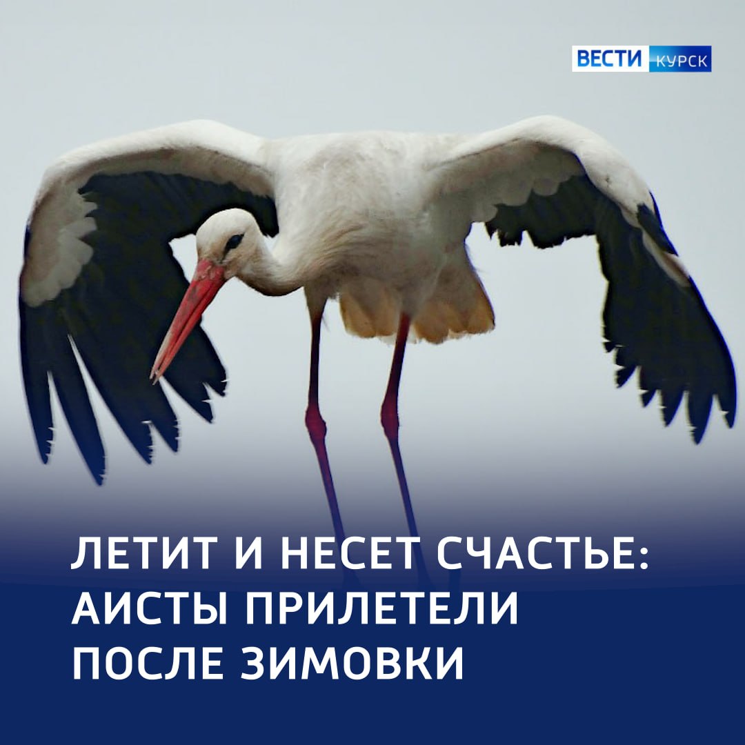 Из Африки в Курск: вестники весны и семейного счастья