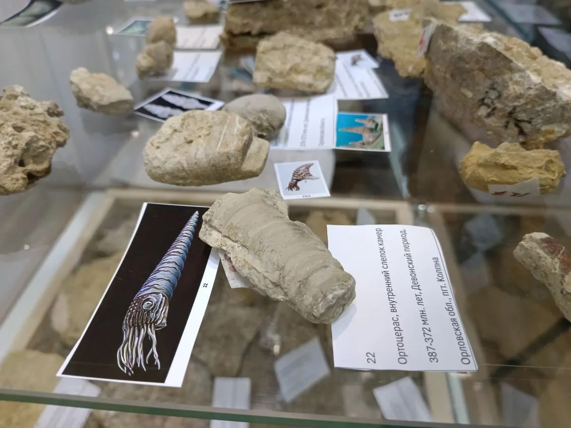 В Курском музее археологии открылась выставка «Доисторические хищники Курского моря»