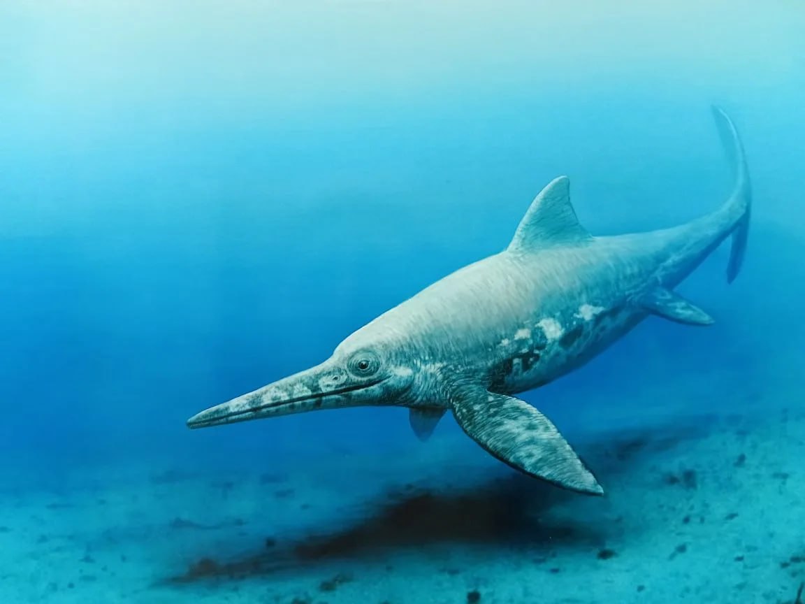 В Курском музее археологии открылась выставка «Доисторические хищники Курского моря» В Курском музее археологии открылась выставка «Доисторические хищники Курского моря»