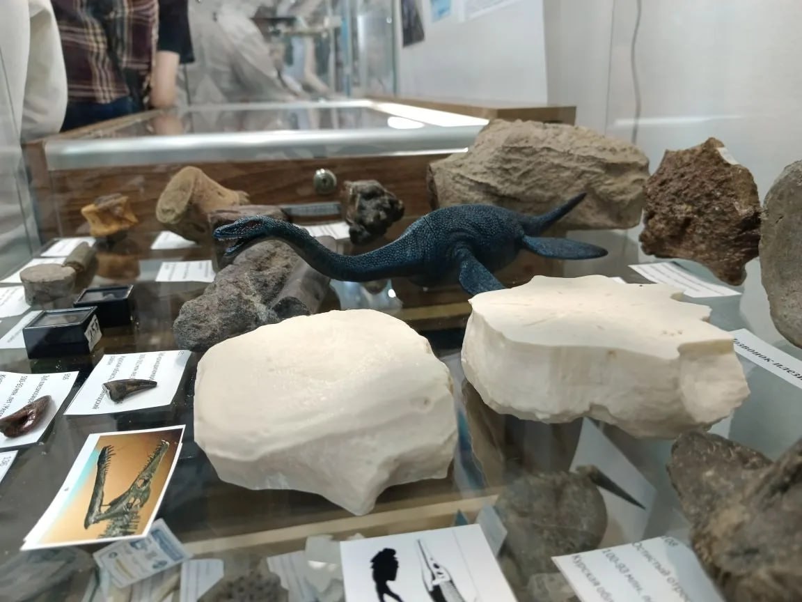 В Курском музее археологии открылась выставка «Доисторические хищники Курского моря» В Курском музее археологии открылась выставка «Доисторические хищники Курского моря»
