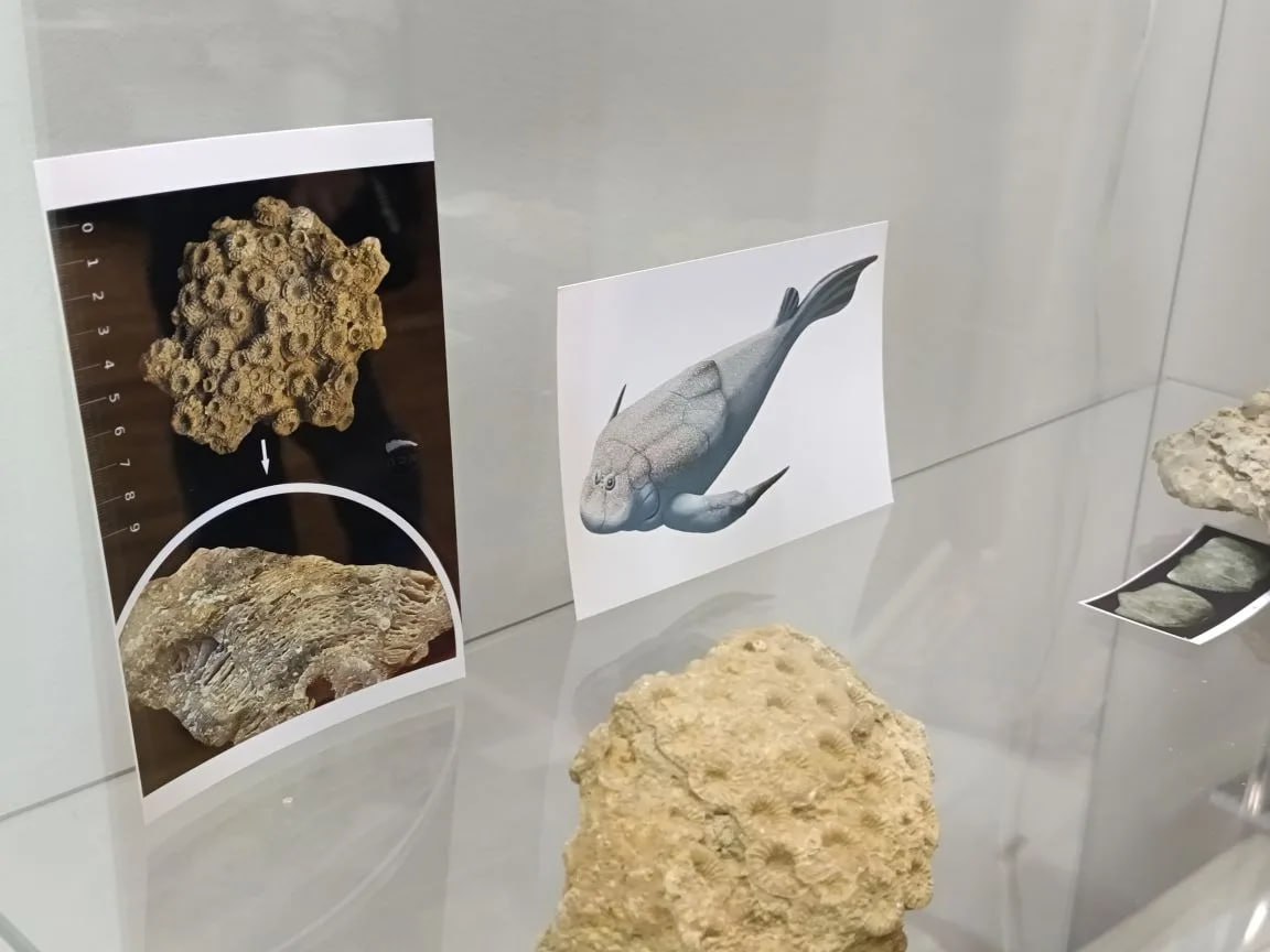 В Курском музее археологии открылась выставка «Доисторические хищники Курского моря» В Курском музее археологии открылась выставка «Доисторические хищники Курского моря»