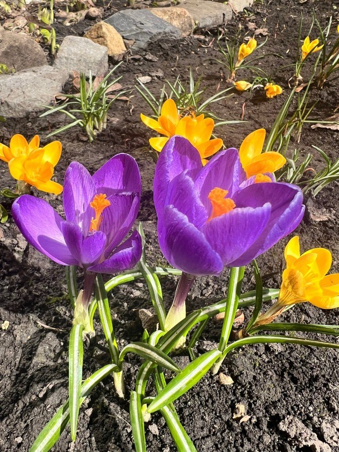 Погоду в Курской области ближайшие дни будет определять обширная барическая депрессия с пониженным уровнем атмосферного давления и осадками на отдельных фронтальных разделах