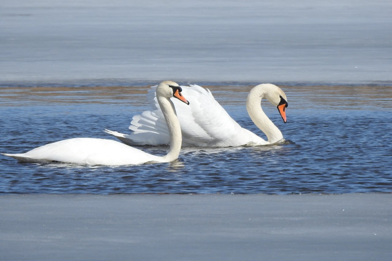 Доброе утро! Пернатая коллекция от Татьяны Калугиной Доброе утро! Пернатая коллекция от Татьяны Калугиной