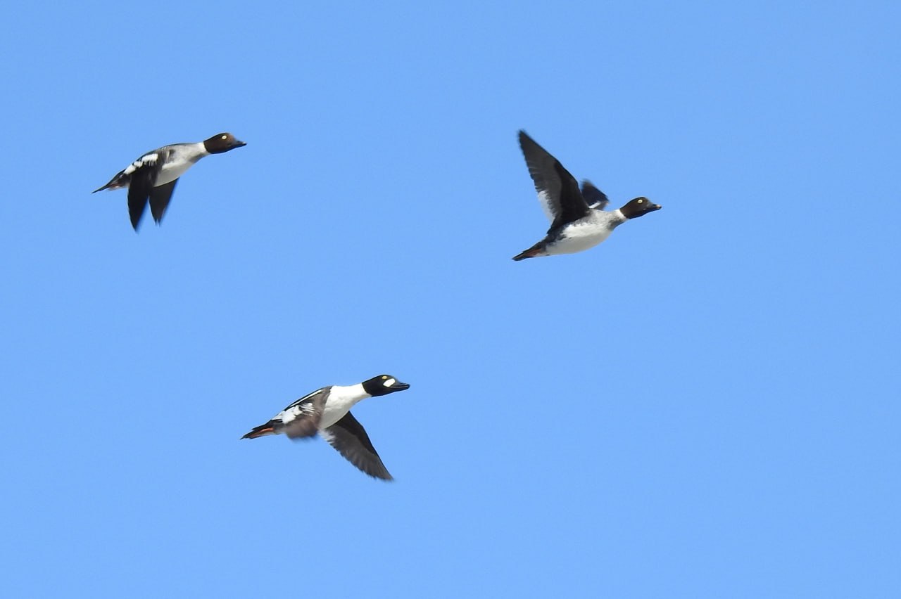 Доброе утро! Пернатая коллекция от Татьяны Калугиной Доброе утро! Пернатая коллекция от Татьяны Калугиной