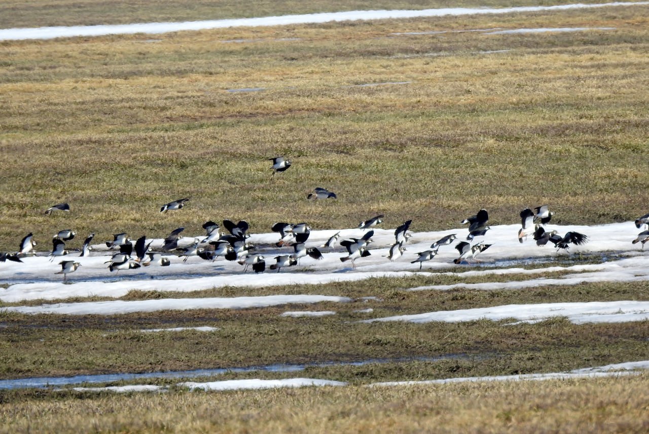 Доброе утро! Пернатая коллекция от Татьяны Калугиной Доброе утро! Пернатая коллекция от Татьяны Калугиной