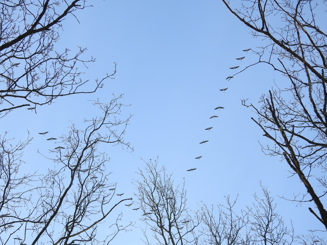 Доброе утро! Пернатая коллекция от Татьяны Калугиной Доброе утро! Пернатая коллекция от Татьяны Калугиной