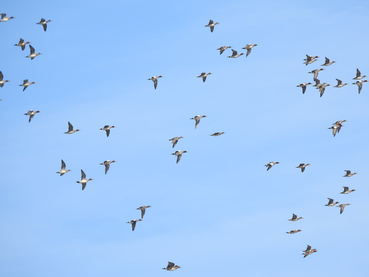 Доброе утро! Пернатая коллекция от Татьяны Калугиной Доброе утро! Пернатая коллекция от Татьяны Калугиной