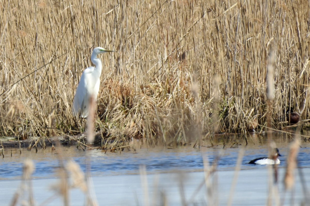 Доброе утро! Пернатая коллекция от Татьяны Калугиной Доброе утро! Пернатая коллекция от Татьяны Калугиной