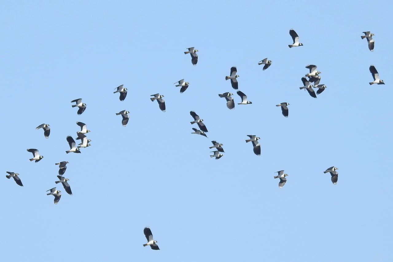 Доброе утро! Пернатая коллекция от Татьяны Калугиной Доброе утро! Пернатая коллекция от Татьяны Калугиной