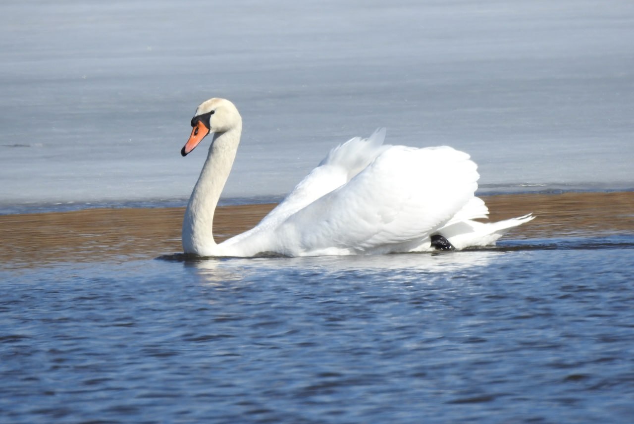 Доброе утро! Пернатая коллекция от Татьяны Калугиной Доброе утро! Пернатая коллекция от Татьяны Калугиной