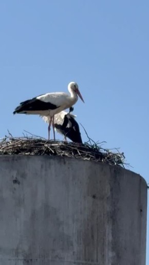 � ���� 2-� �������� �������� ������ ��������� ����� �����