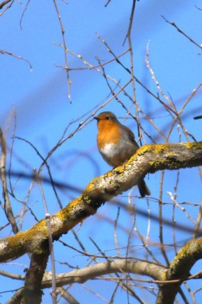 Утренний певец с характером: в Курске заметили зарянку