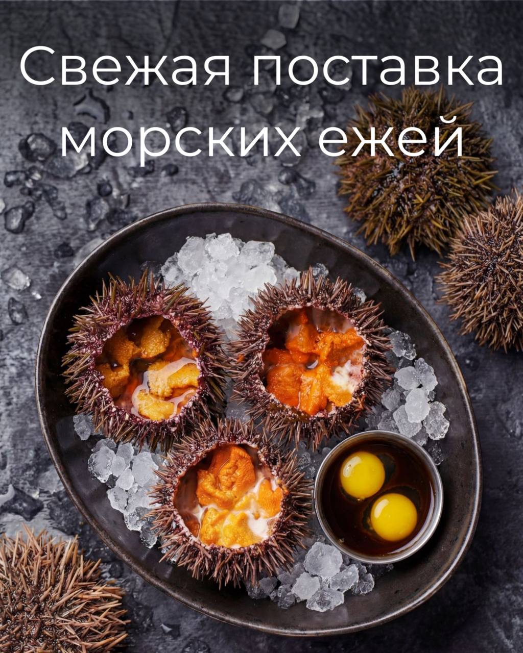 В «Мидийном месте» — свежая поставка морских ежей!