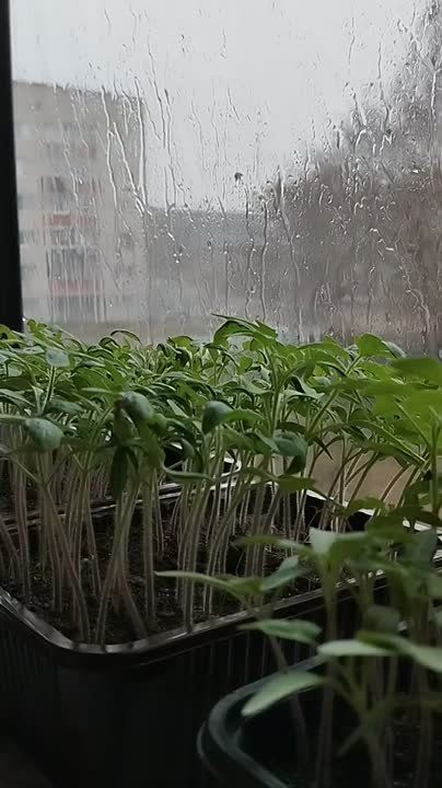 Дождь влил в Курске