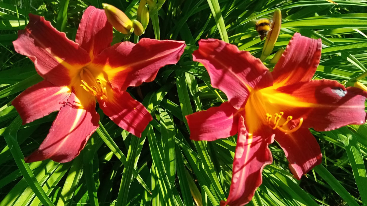 Как обеспечить лилейникам защиту от зимних холодов: советы садоводов