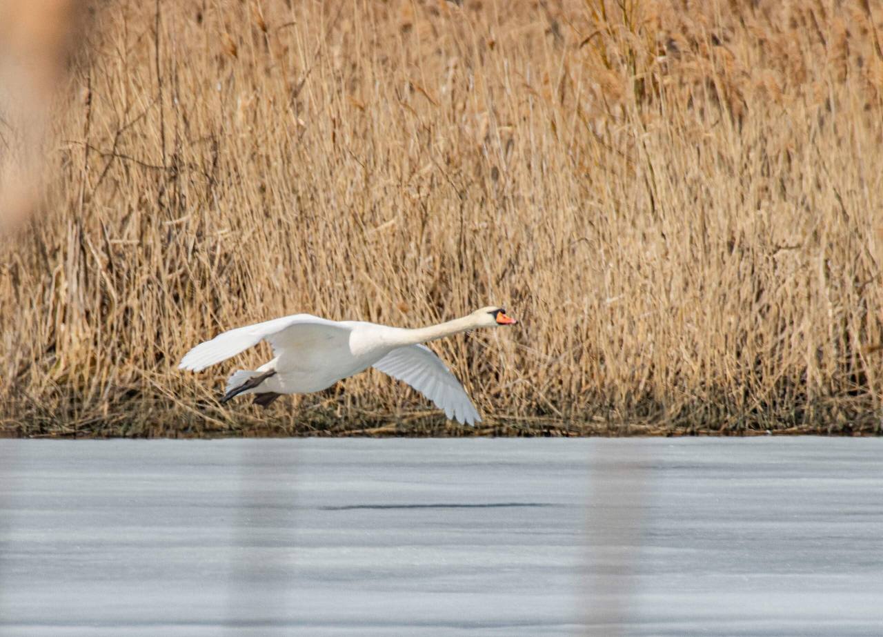 В Курской области заметили пару лебедей В Курской области заметили пару лебедей