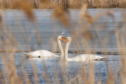 � ������� ������� �������� ���� �������