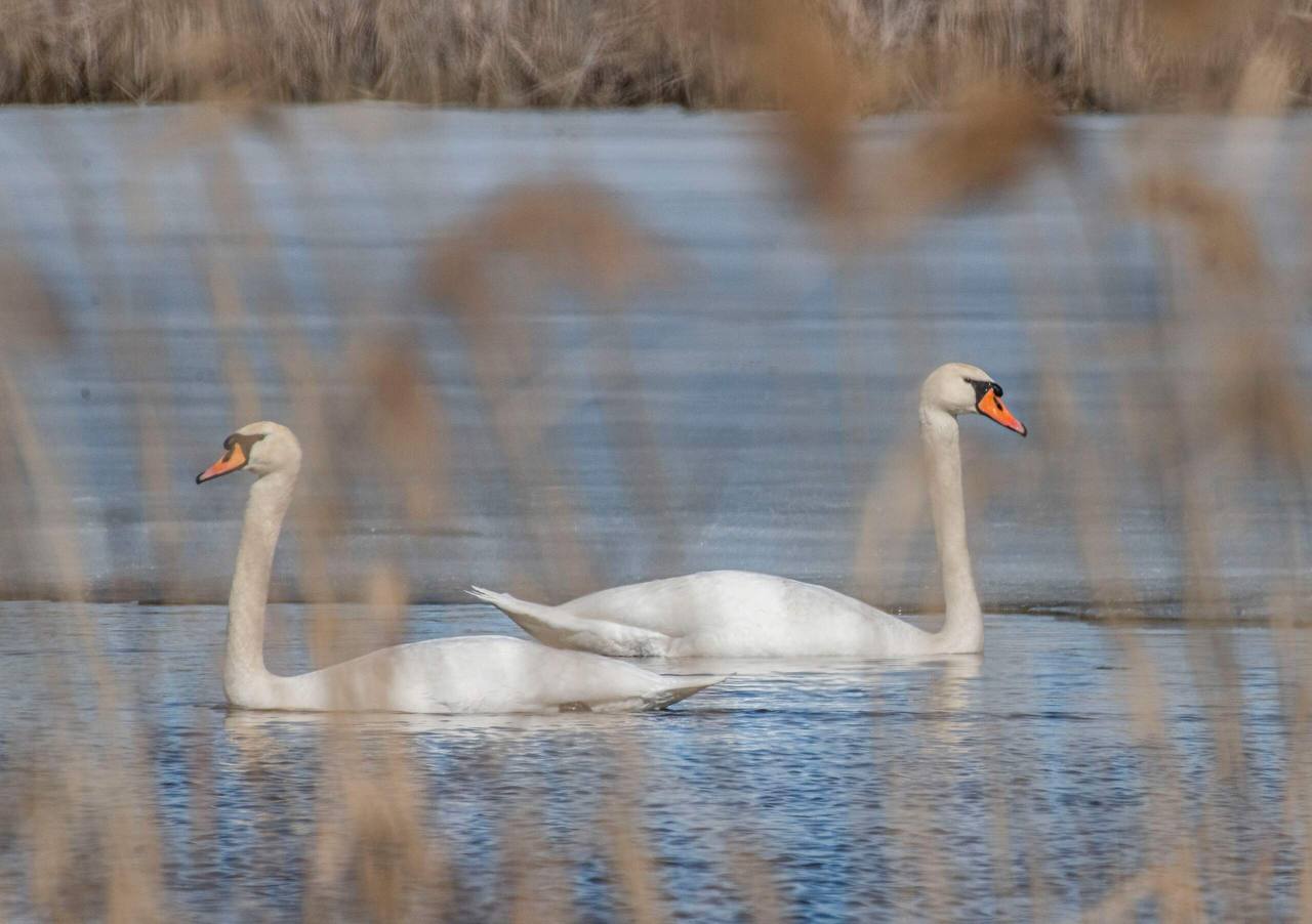 В Курской области заметили пару лебедей В Курской области заметили пару лебедей