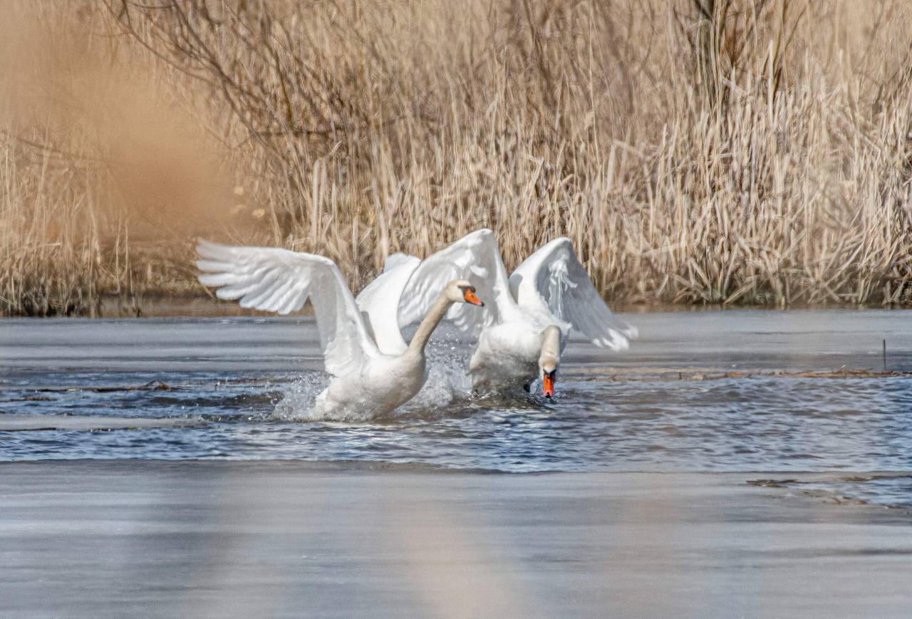 В Курской области заметили пару лебедей В Курской области заметили пару лебедей