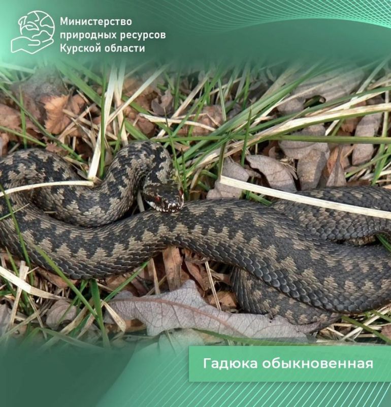 � ������� ������� ����������� ���� � �������