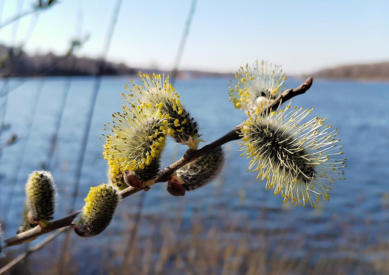 Поздравляем с Вербным воскресеньем! Пусть ваши дома наполнятся добром и светом! Фото: Лариса Копанова