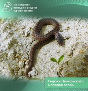 В Курской области начался сезон активности змей