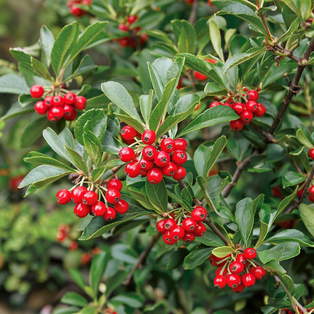 Секреты успешного ухода за барбарисом: пять проверенных подкормок