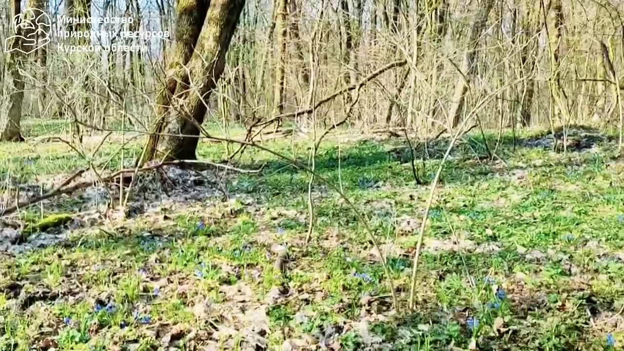 В лесах и парках почти не осталось снега, и на солнечных полянах, где быстро появляются проталины, замечены ранние подснежники