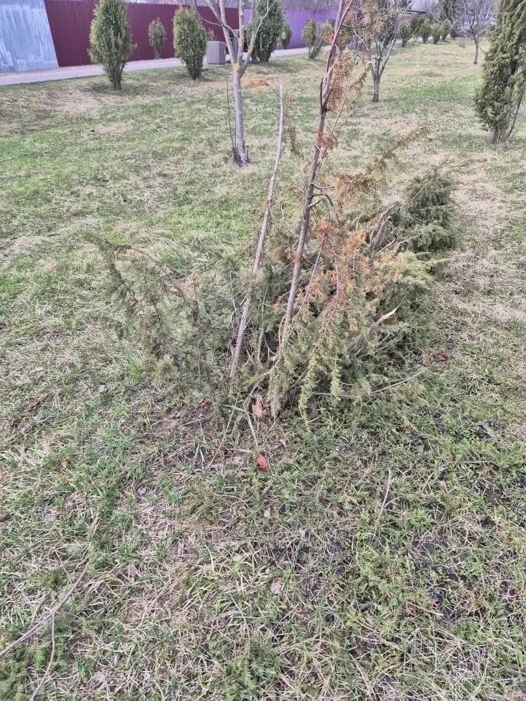 В парке посёлка Золотухино по улице Кирова произошёл вопиющий случай! В парке посёлка Золотухино по улице Кирова произошёл вопиющий случай!
