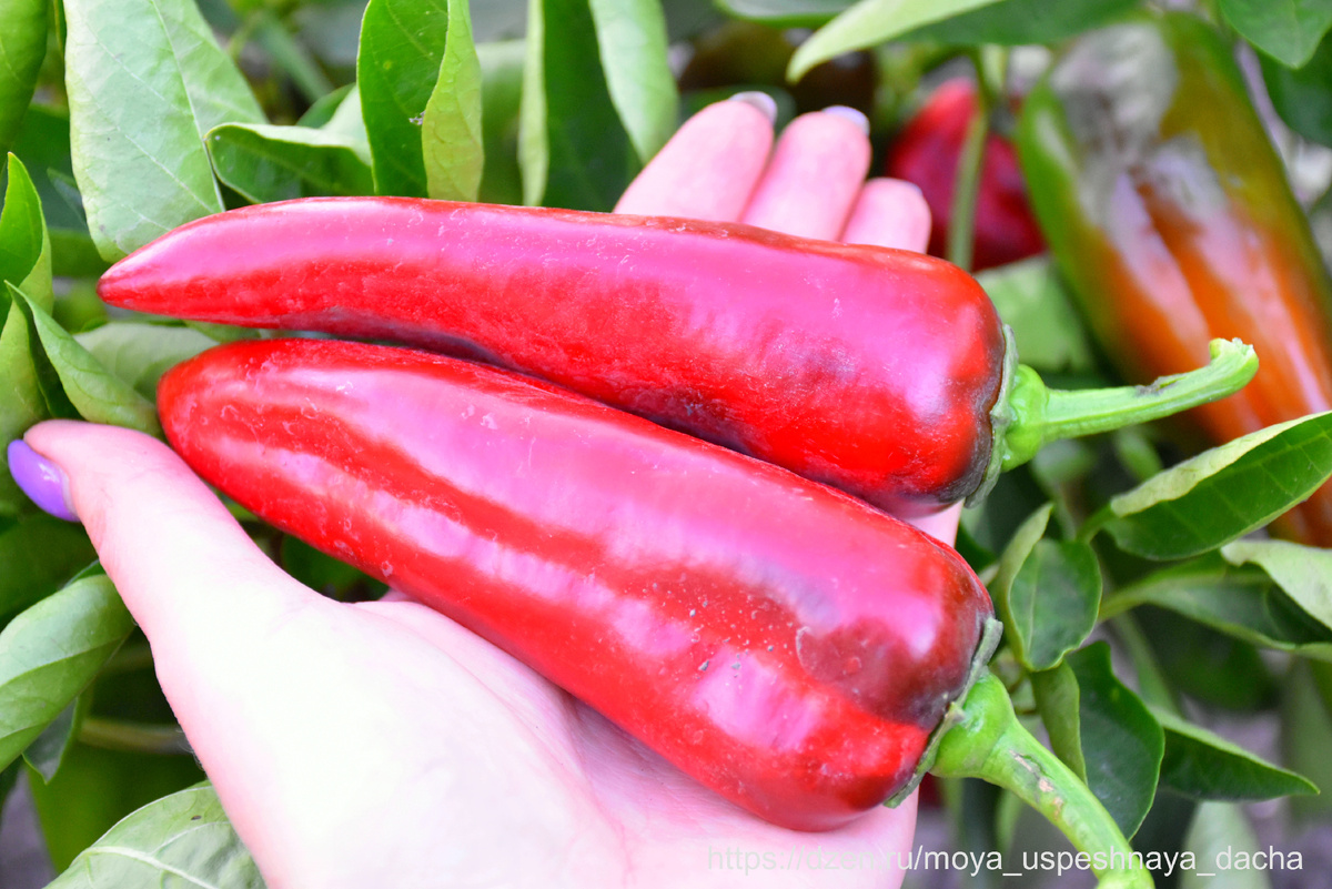 Урожайный перец Какаду: секреты успешного выращивания