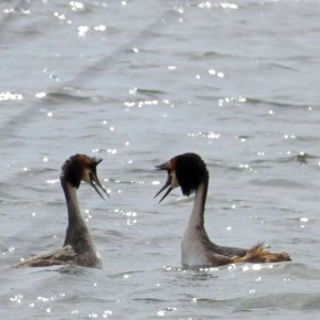 � ������� ������� ��������� �����